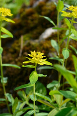 Obraz premium Cushion spurge flower