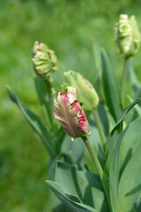 Parrot Tulip Estella Rijnveld flower bud