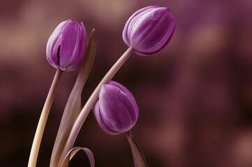 Naklejka premium Fioletowe tulipany