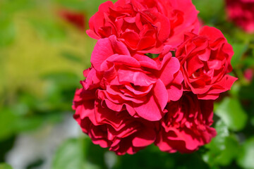 Groundcover Rose Toscana flowers