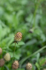Pincushion flower Black knight seed head
