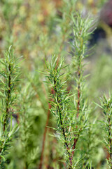 Rosemary-leaved willow branch