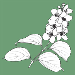 Blooming Philadelphus virginal flowers leaves, black white jasmine twig, vector