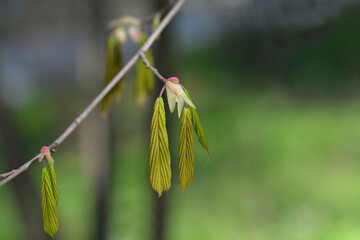 Chinese winter hazel new leaves