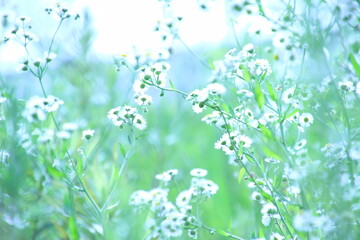 姫女苑　ヒメジョン