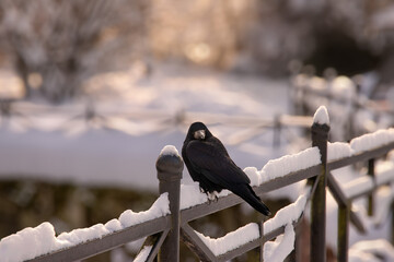 Zimowa sceneria © Iwona