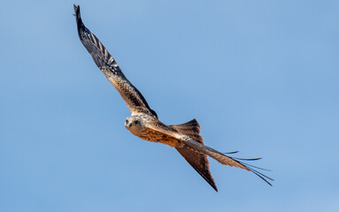 Milvus milvus. Milano real volando cielo azul del verano