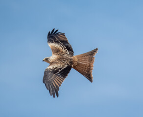 Milvus milvus. Milano real volando cielo azul del verano