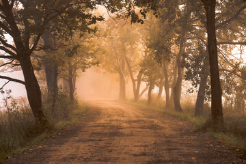 Mgła, jesienny krajobraz, aleja drzew - obrazy, fototapety, plakaty