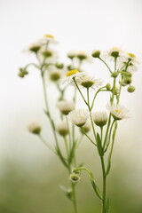 姫女苑　ヒメジョン