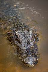Naklejka premium A alligator at the Vinpearl Safari park