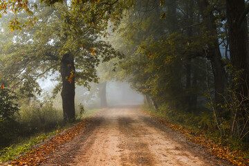 Jesienny mglisty krajobraz - obrazy, fototapety, plakaty
