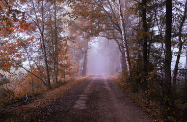 Jesienny mglisty krajobraz
