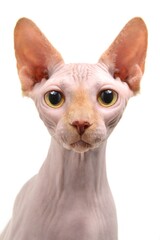 Sphynx cat with yellow eyes