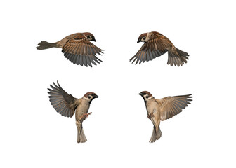 set of many birds sparrows in various poses flying against a white isolated background with feathers and wings spread
