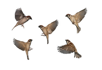 set of birds sparrows in various poses fly against a white isolated background with their feathers and wings spread