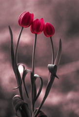Naklejka premium Tulipany, wiosenne kwiaty