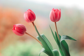 Tulipany, wiosenne kwiaty