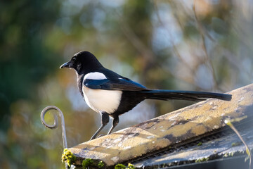 Black and white Magpie bird on a metal balcony