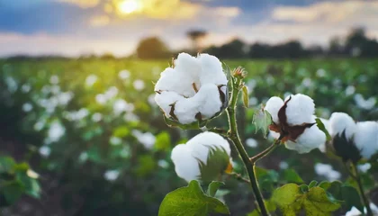 Plexiglas foto achterwand A blossoming organic white natural cotton plant in a sustainable field Scientific name Gossypium © Marko