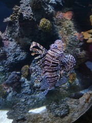 coral reef in aquarium