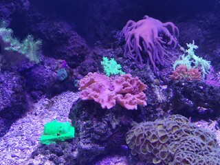 coral reef and coral