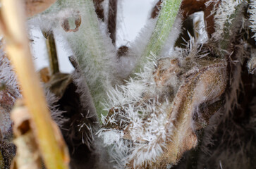 Mold on dried flowers close-up