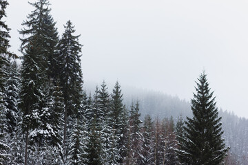 Foggy forest in mountains.
