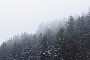 Foggy forest. Snowy mountain landscape.