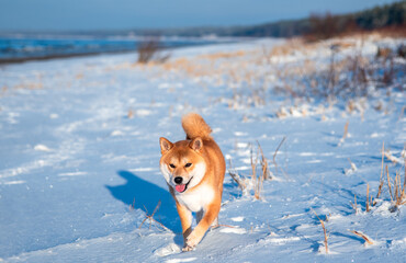 Shiba inu dog is running on the baltic sea beaxh on sunny winter day