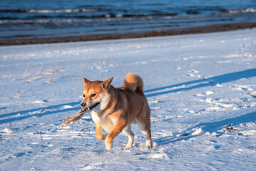 Shiba inu dog is running with a wooden stick in the mouth on the baltic sea beach on sunny winter day