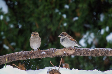 sparrows perching on a branch at a cold wintry day
