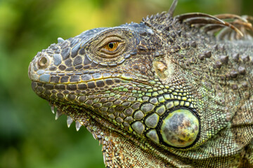 Green Iguana at the Saigon zoo