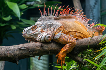 Blue and orange Iguana at the Saigon zoo. 