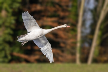 Mute swan in flight