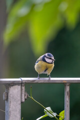 blue tit bird in the garden 