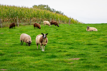 Naklejka na ściany i meble Domestic sheep grazing in the pasture.