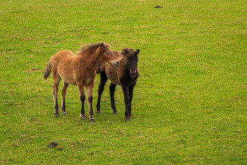 Horses grazing in the horse pasture.