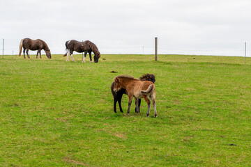 Horses grazing in the horse pasture.