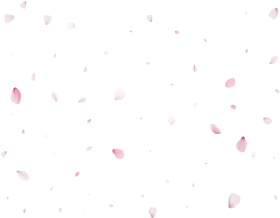 Realistic Cherry Petals