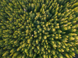 healthy green conifer forest seen from above