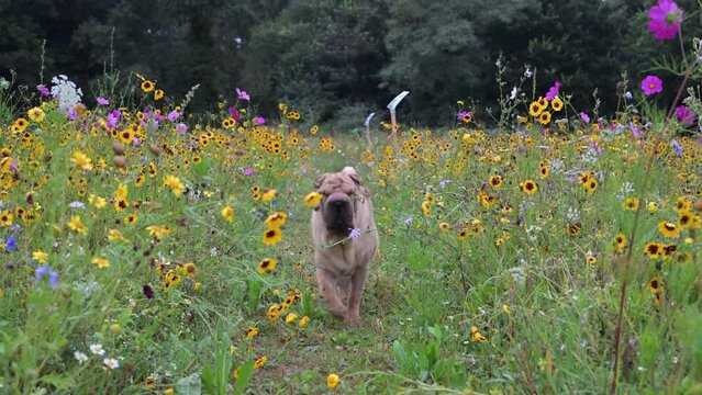 Un chien de race Shar Pei en libert&eacute; marche dans une prairie fleurie 