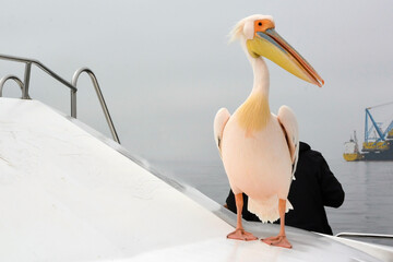 A large pelican on a boat close-up against the background of the sea