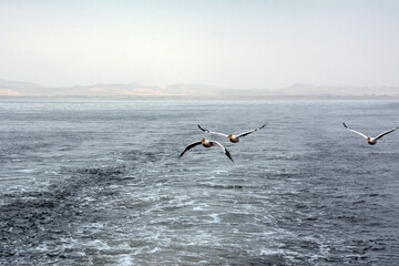 Fototapeta na wymiar Several pelicans fly in the sea low above the waves against the background of distant mountains