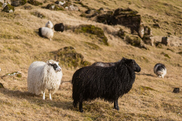 Sheep graze in the mountains in the fields
