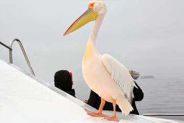 A large pelican on a boat close-up against the background of the sea