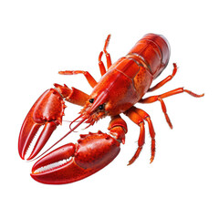 Fresh Lobster. Isolated on a Transparent Background. Cutout PNG.