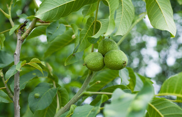 Green nuts on walnut tree -  edible fruit of Juglans regia, covered in green nutshell.