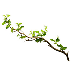 Jungle Branch With Plants. Isolated on a Transparent Background. Cutout PNG.