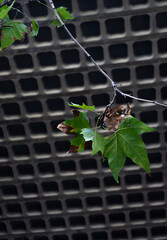 Techo brutalista cuadrícula de hormigón con detalle de una hoja verde